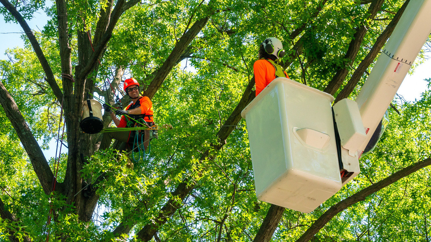 tree cabling crew up in tree