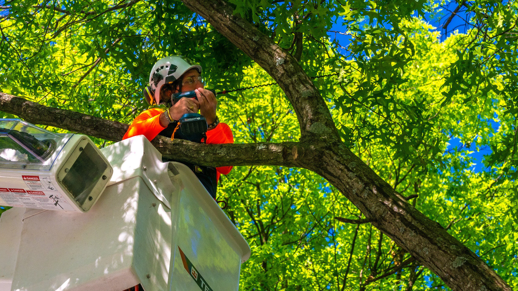 Tree crew cabling and bracing trees