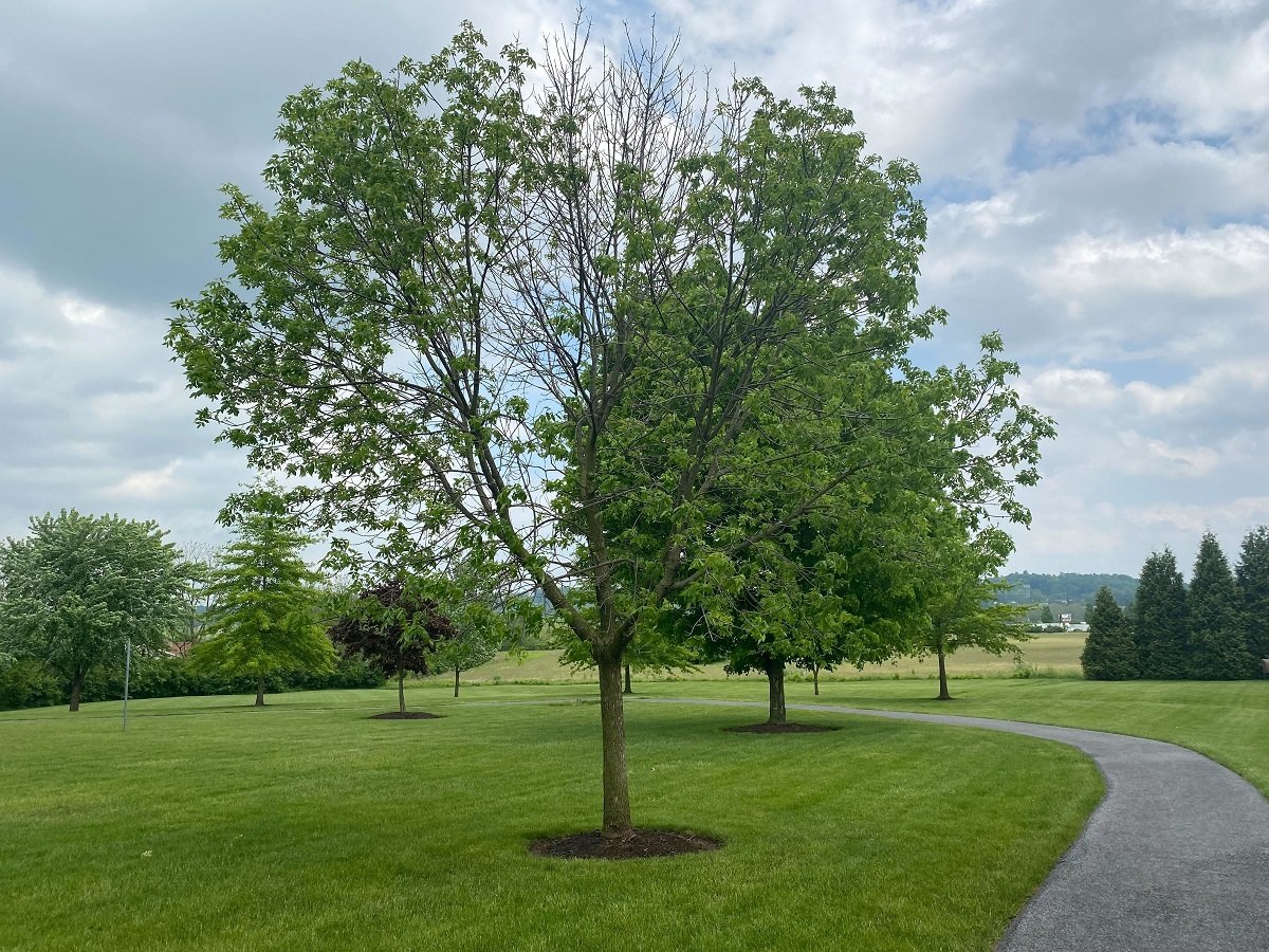 ash tree with emerald ash borer damage