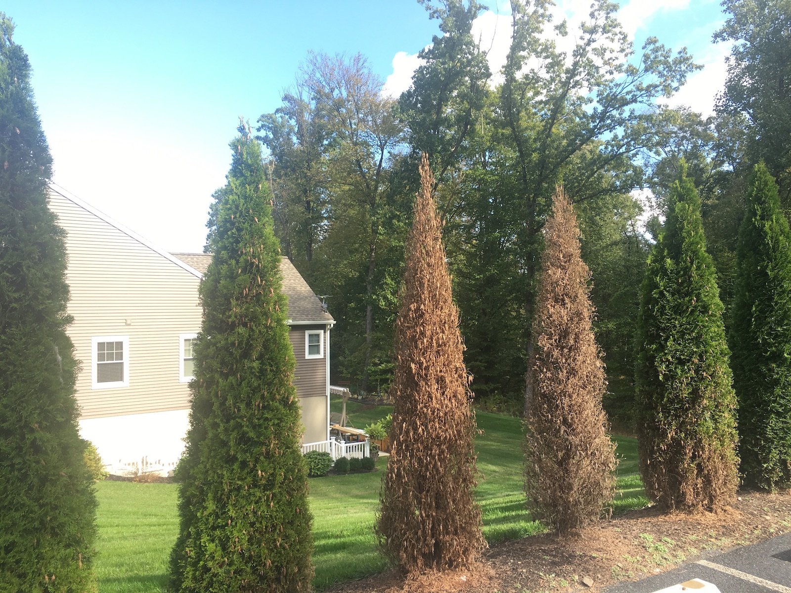 arborvitae problem shrub dying 