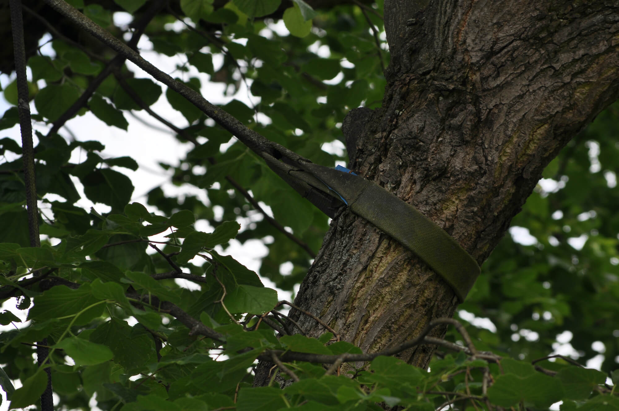 bracing system in tree