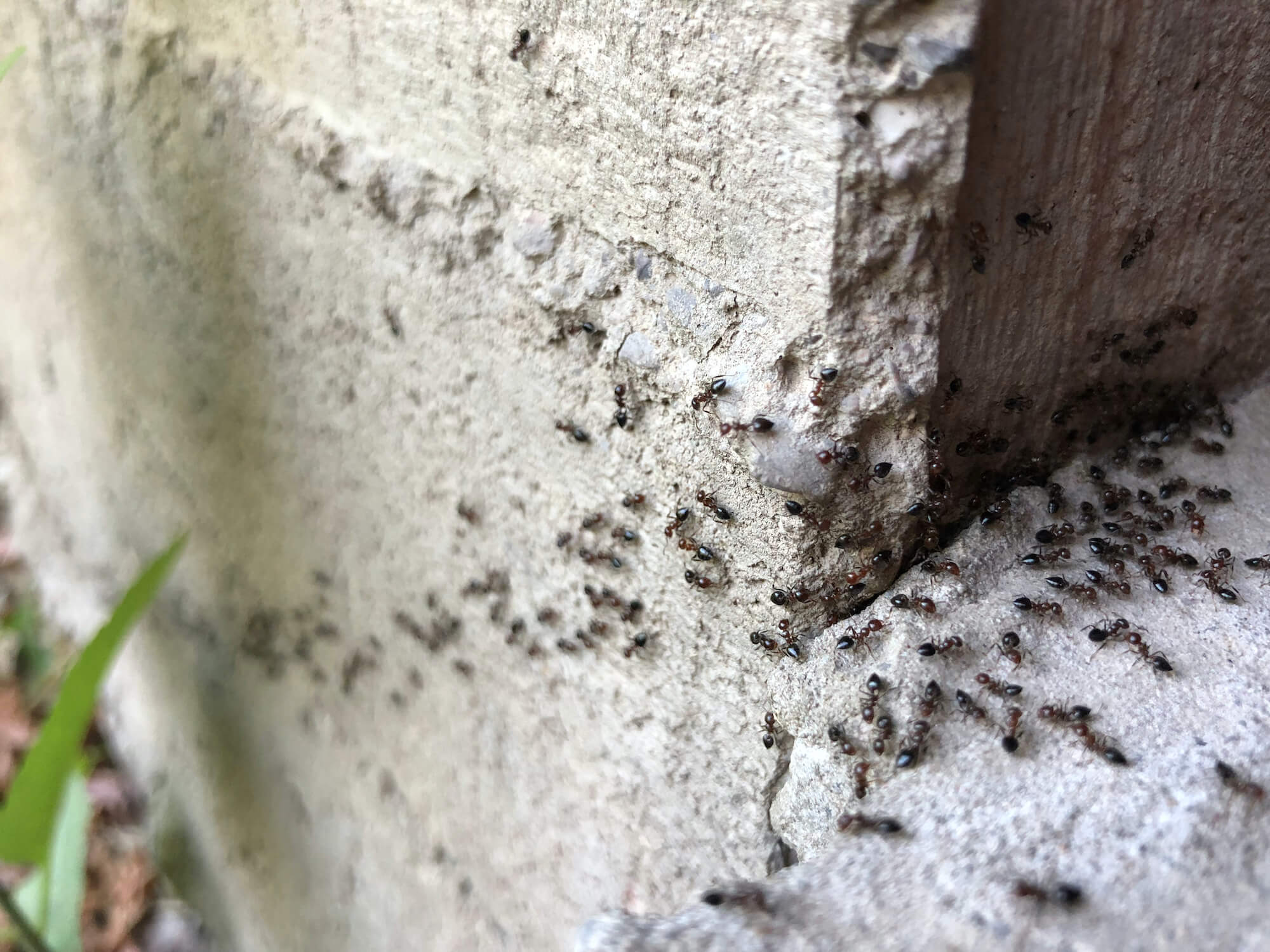 ants on building 