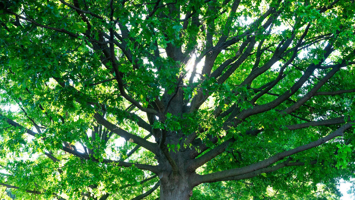 large tree looking up 