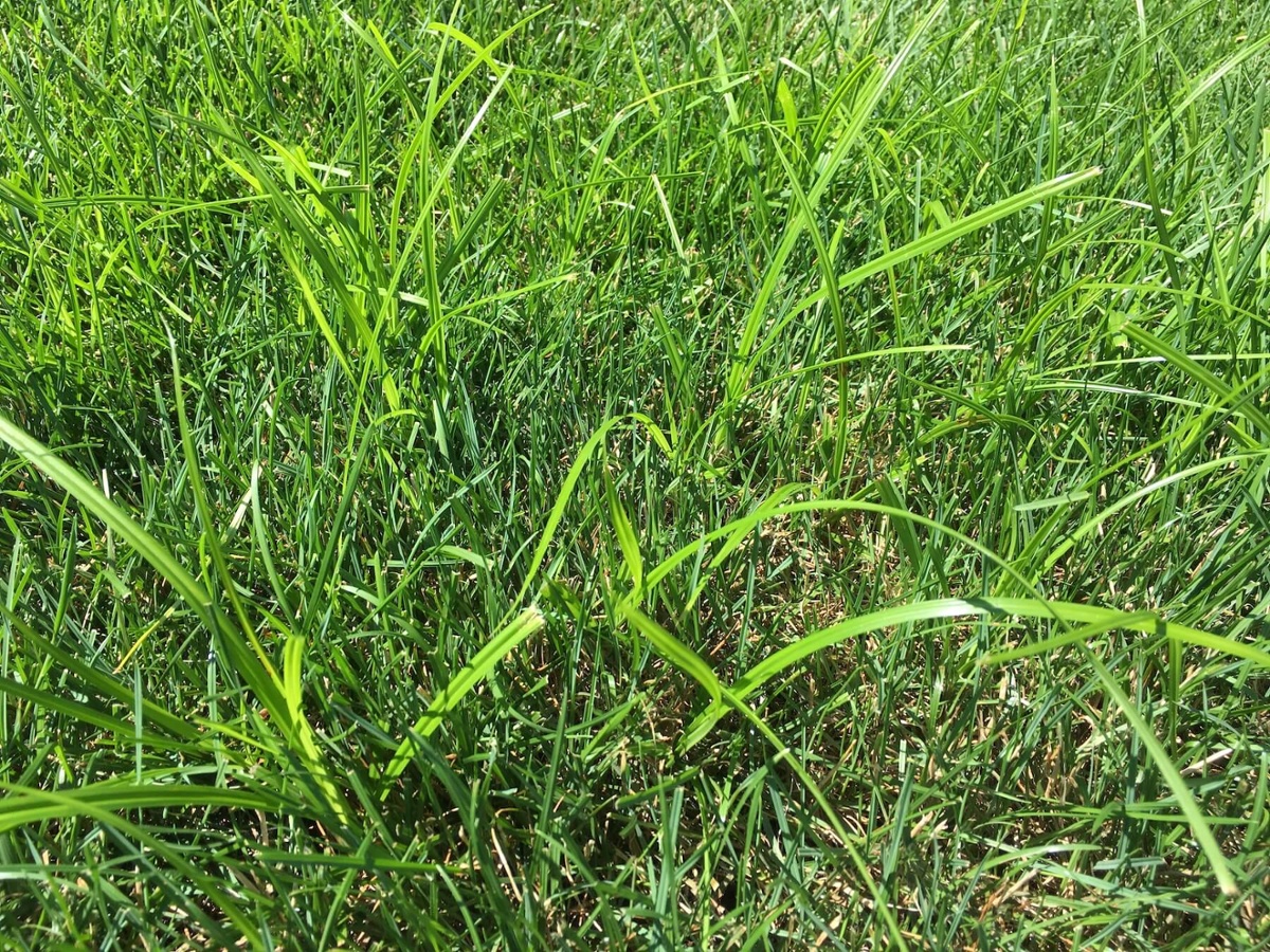 nutsedge control