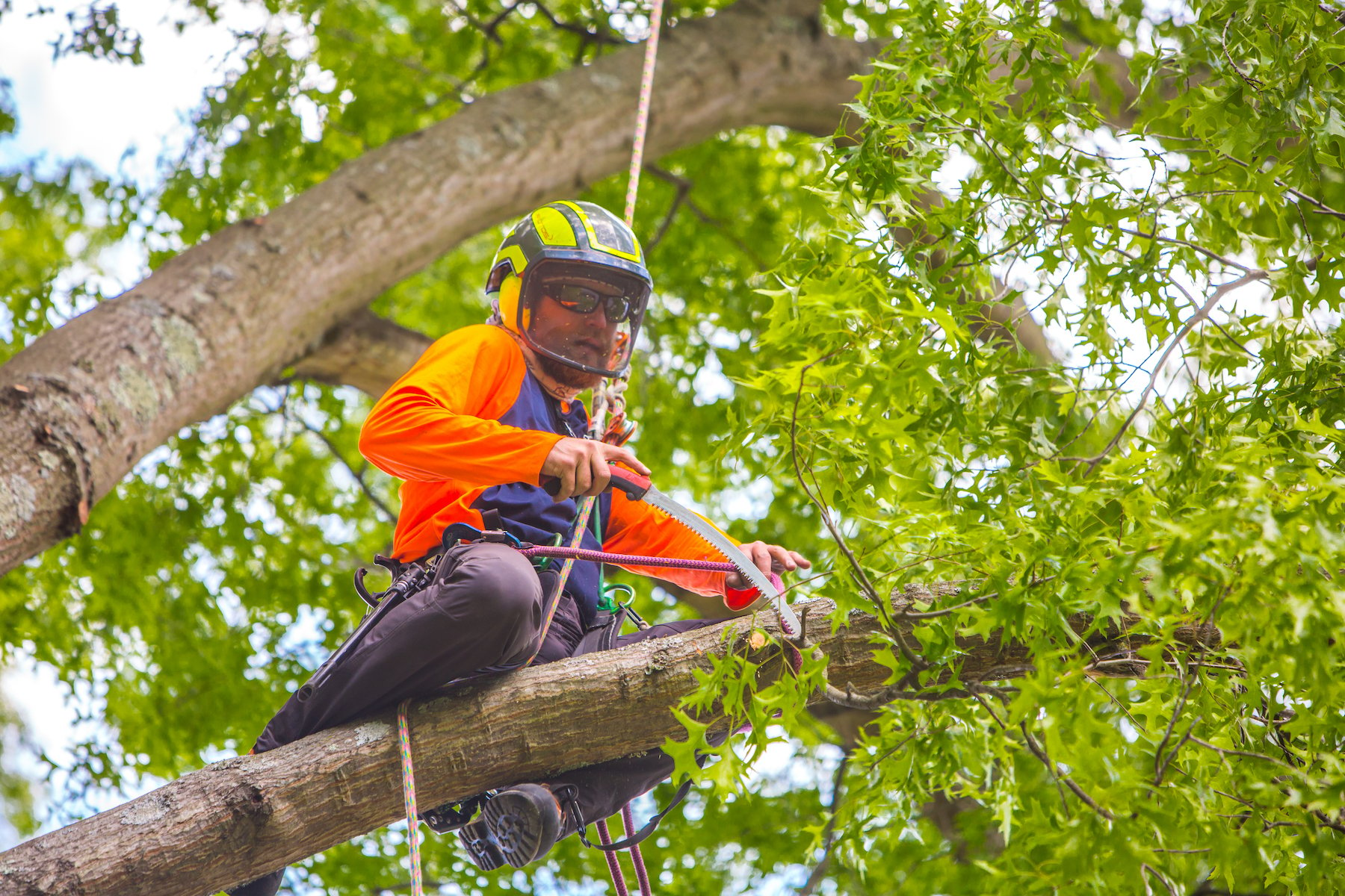 Tree Removal Spring Hill