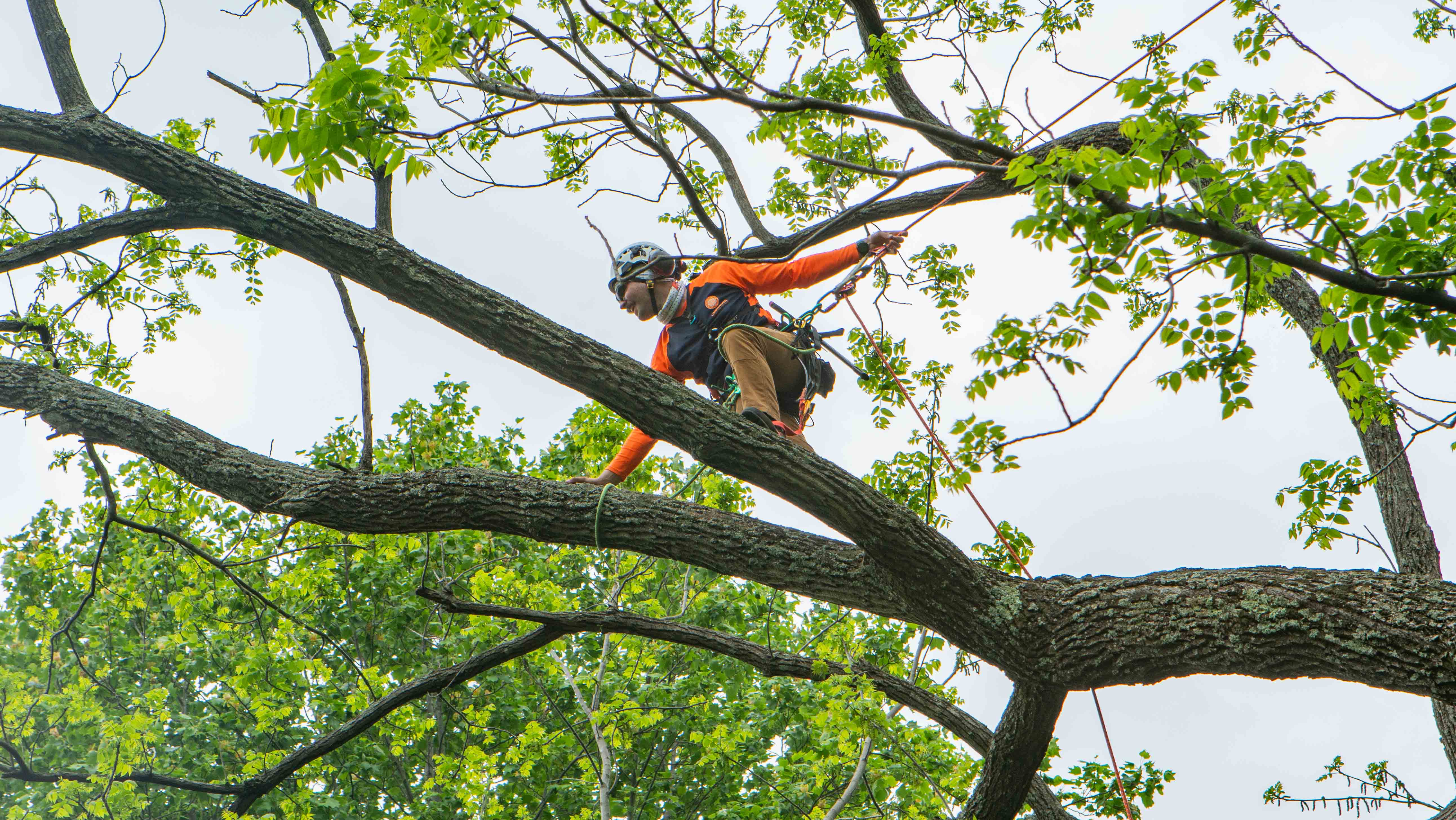 tree removal crew in tree