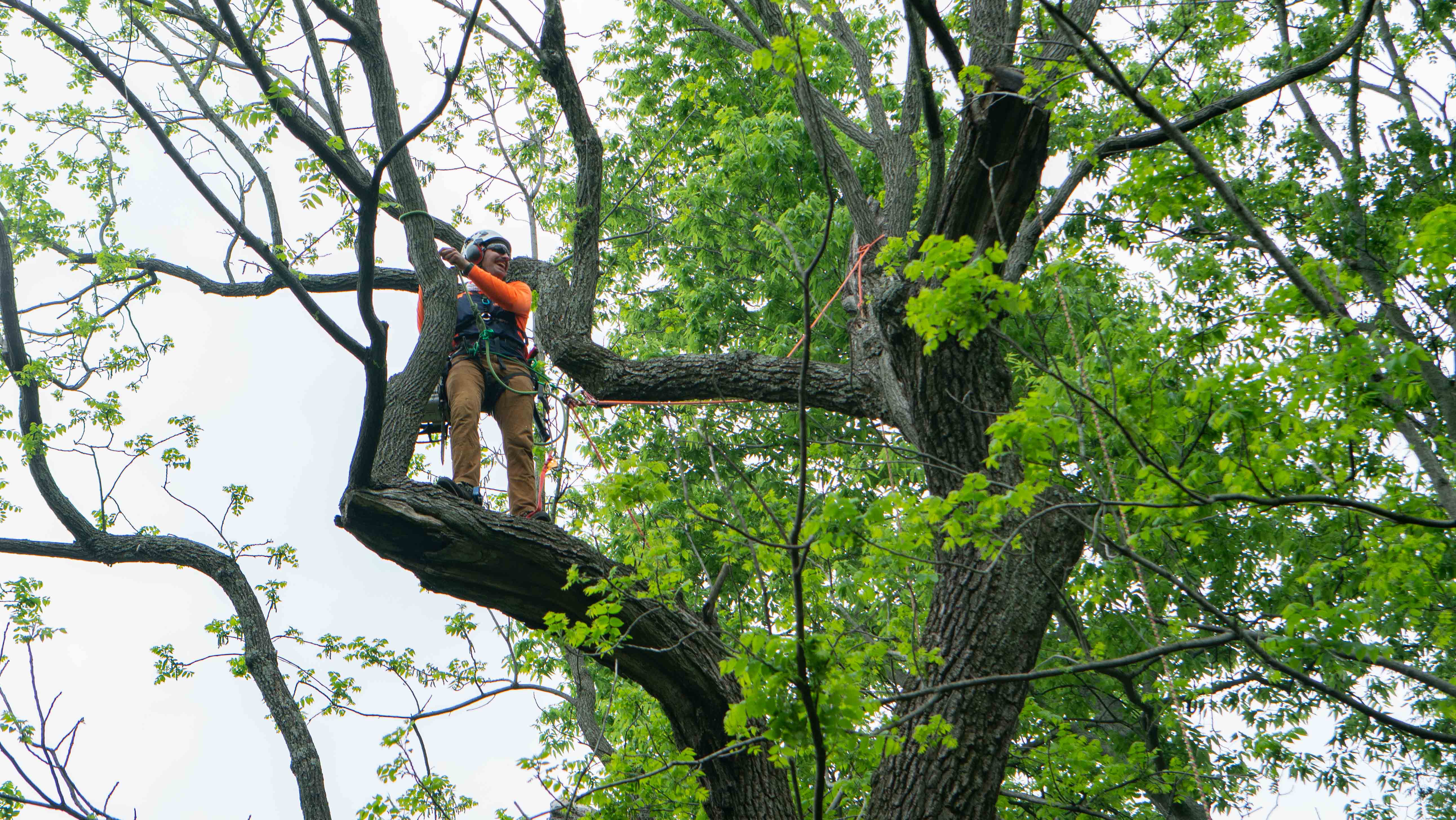 Tree-removal-service