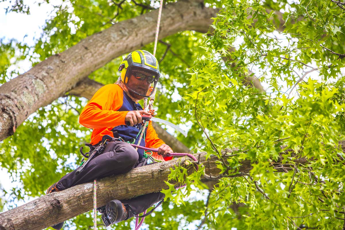 crew removing tree branches 