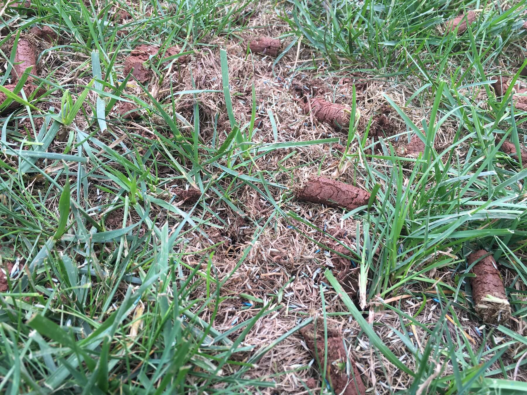 aeration on lawn close up 